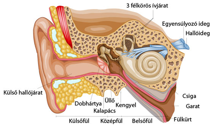 Fülzúgás